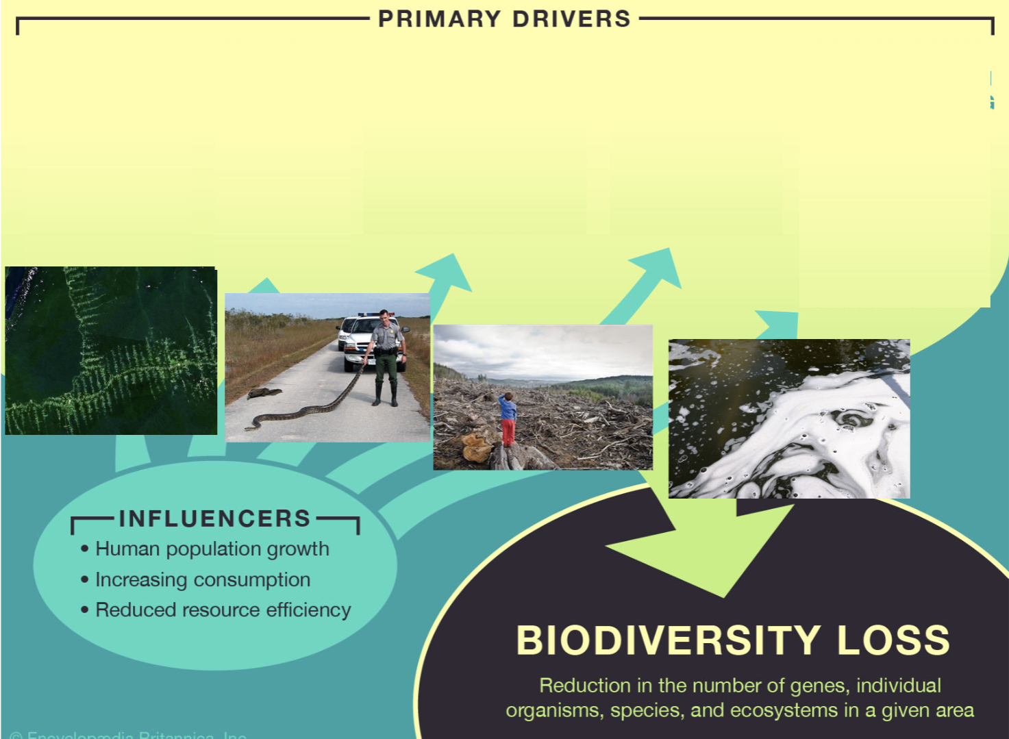 <p>What are primary drivers of Biodiversity loss?</p>