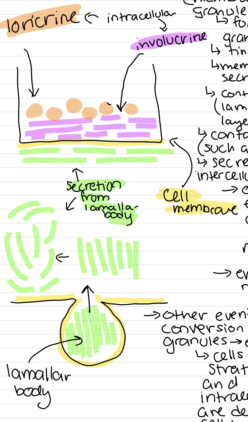 <p>Lamellar bodies or obland bodies or membrane coating granules</p>