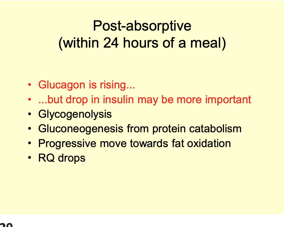 <p>Within 24 hours of a meal</p><ul><li><p><strong>Insulin drops</strong></p></li><li><p><strong>Glucagon levels rise</strong></p><ul><li><p><em>note the ratio</em></p></li></ul></li><li><p>Glucose for fuel drops</p></li><li><p>Hepatic output of glucose many initially by 75% from glycogenolysis</p><ul><li><p>25% from gluconeogenesis during the period</p></li><li><p>proportion arising from glycogen falling as supplies are diminished</p></li></ul></li><li><p>Free fatty acids and amino acids are mobilized</p></li></ul><p></p>