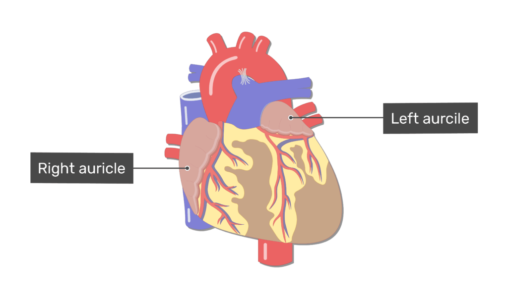 <p>Formed when atria deflate when not filled with blood becoming a lumpy, wrinkled flap </p>