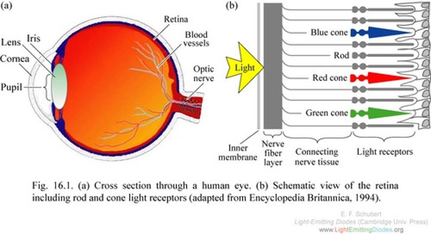 <p>Retinal receptors that detect black, white, and gray; necessary for peripheral and twilight vision, when cones don't respond</p>