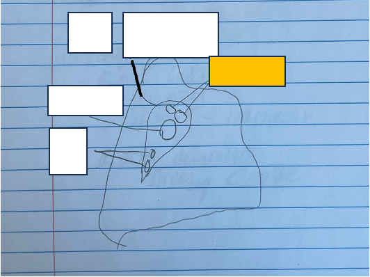 <p>id and func. + which lung</p>