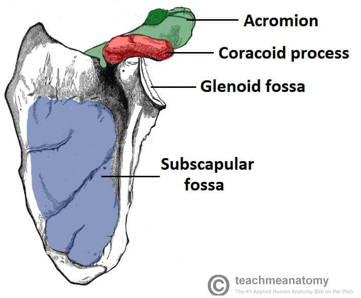 <p>SubsCAPULAR fossa</p>