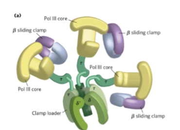 <p>What catalyzes DNA synthesis </p>