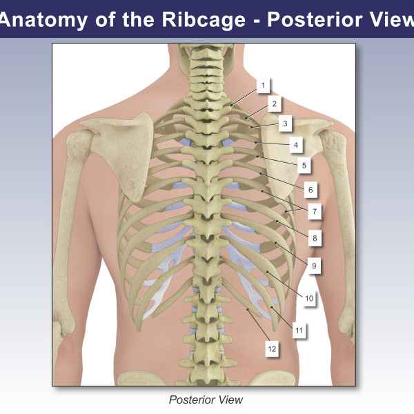<p>on posterior side</p>