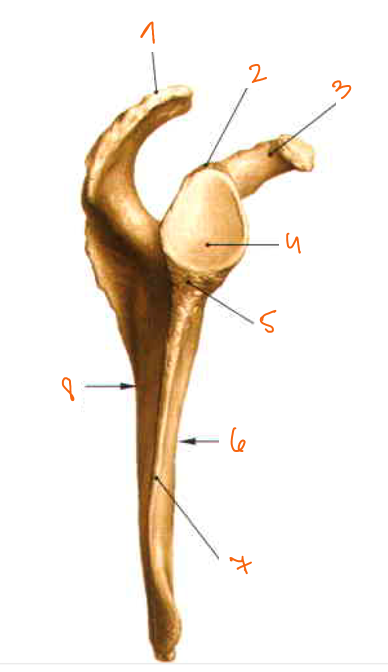<p>3?</p>