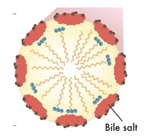 <ul><li><p>they are amphipathic molecules that can interact with the lipid droplets and make soluble in aqueous solutions.</p></li><li><p>during the motility pattern of segmentations in the small intestine, fat droplets are made smaller</p></li><li><p>since bile solution is secreted into the small intestine, the bile salts in the solution then cover these smaller lipid droplets </p></li><li><p>keeping them from reforming into larger droplets after segmentations have slowed down</p></li><li><p>the creation of a stable mixture, where the <span>small lipid droplets do not reform into larger droplets, and stay soluble in solution, is called </span><strong>emulsification</strong><span>.</span></p></li></ul><p></p>