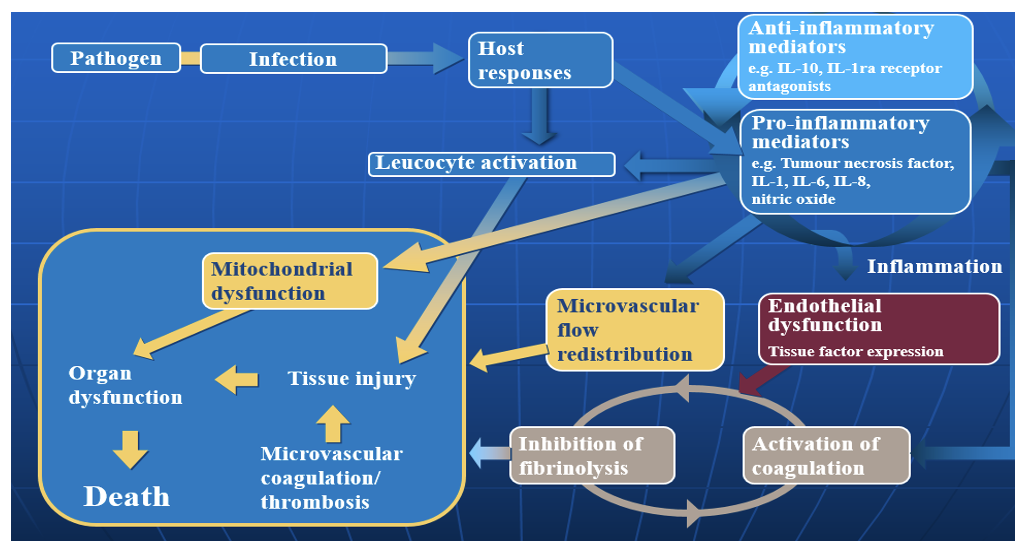 <ol><li><p><span>Stimulation of the host immune response by toxins causes an inflammatory response that can lead to endothelial damage.</span></p></li><li><p><span>Pro-inflammatory cytokines, such as tumour necrosis factor (TNF), interleukin-1 (IL-1) and IL-6, are released in response to infection with the aim of destroying damaged tissue and promoting wound repair. Normally, anti-inflammatory mediators (e.g. IL-10, IL-13) are subsequently released to regulate the inflammatory response and restore homeostasis.</span></p></li></ol><p></p>