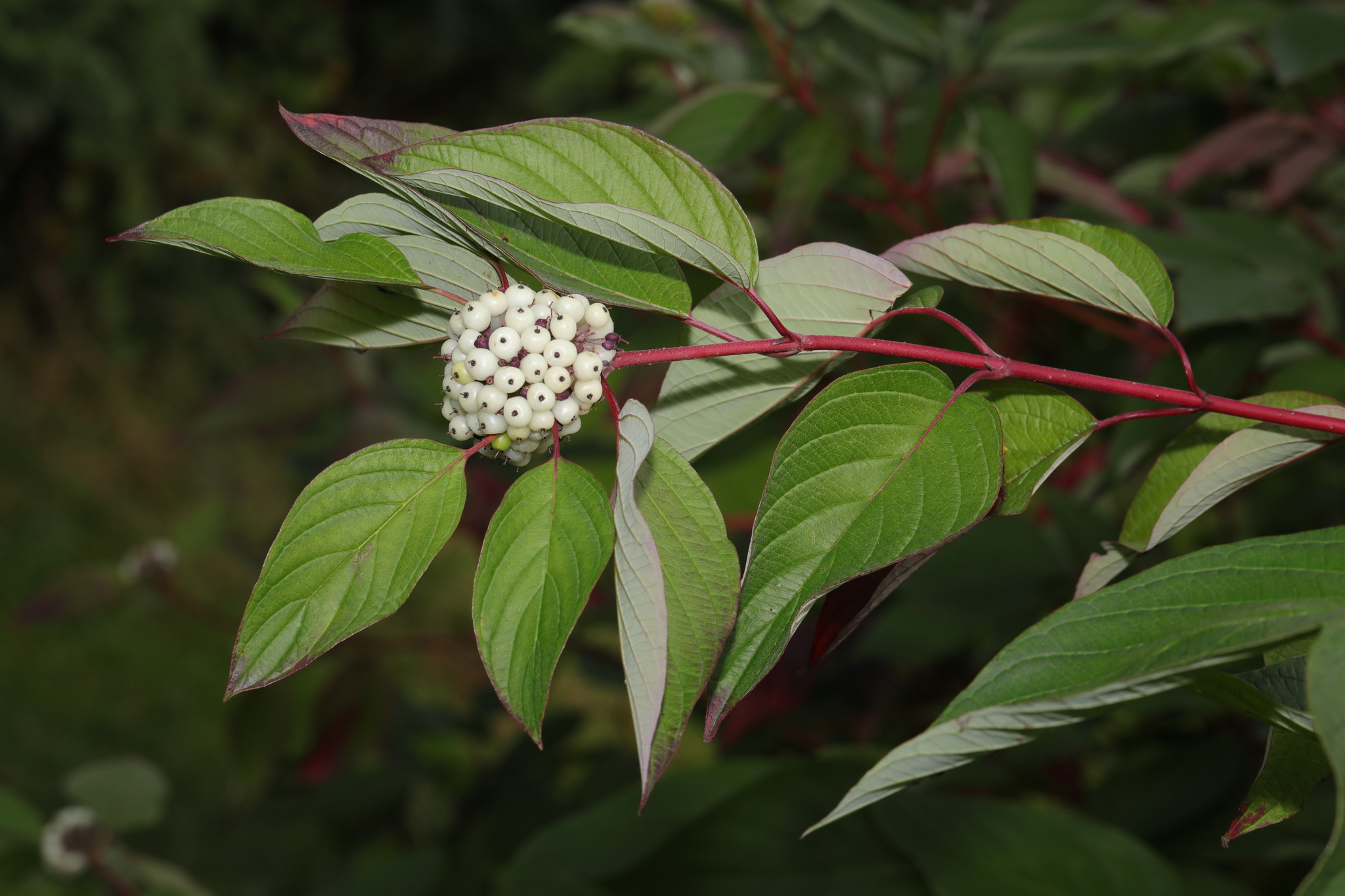 <p><span><em>Cornus sericea</em></span></p>