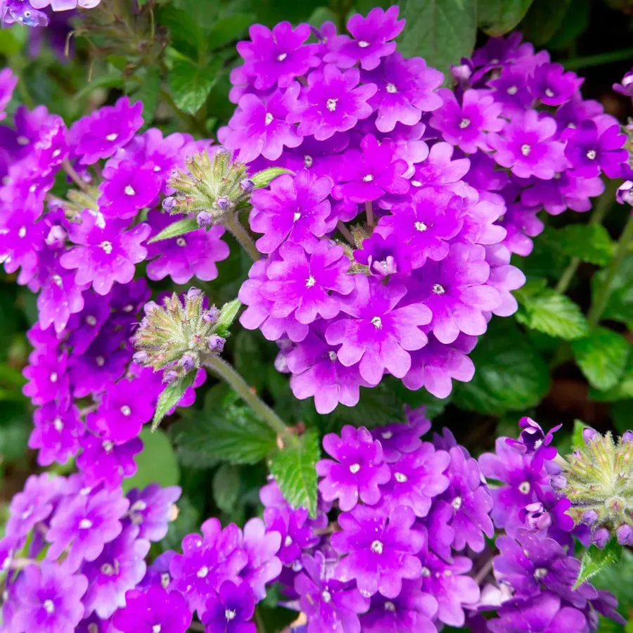 <p>Verbena </p>