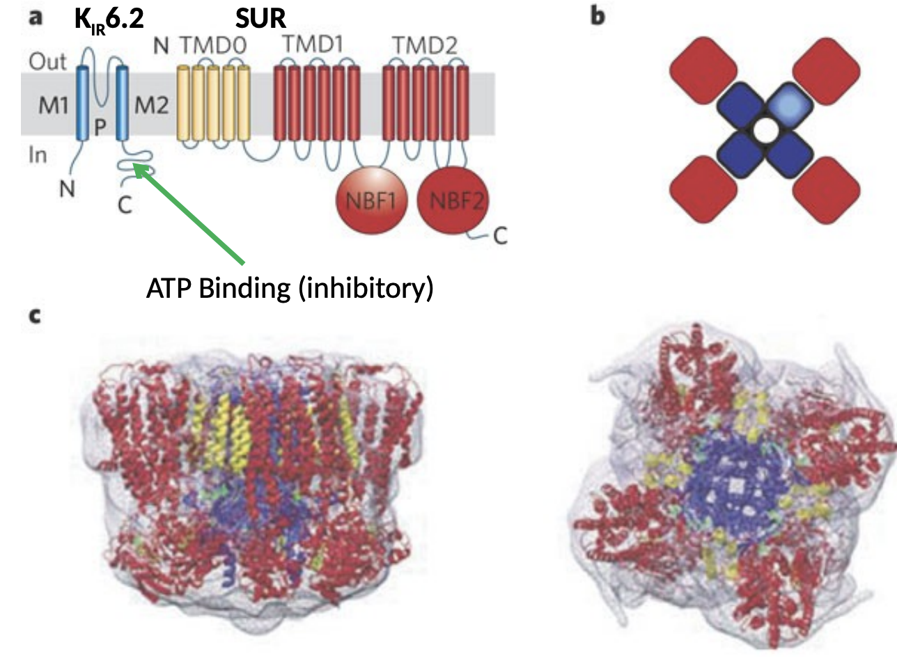 <ul><li><p>Consist of KIR subunits (pore forming) and sulfonylurea (SUR) subunits</p></li><li><p>Open in response to low cellular ATP, lowers membrane potential (hyperpolarizes) </p></li><li><p>Protect neurons by reducing activity when energy reserves are low</p></li></ul><p></p>