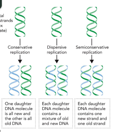 <p>conservative: parental dna remains tgt (one daughter all new, one daughter all old)</p><p>dispersive: old/new dna mixed (looks patchwork)</p><p>semiconservative: each daughter dna has one old n one new strand (double helix have 2 diff color strands)</p>