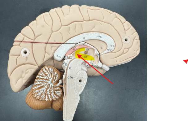 <p>(space where thalamus/hypothalamus are)</p>