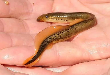 <p>Lampetra aepyptera<br>Dorsal fin divided by deep notch</p><p>Lacks dark pigment on caudal fin</p>