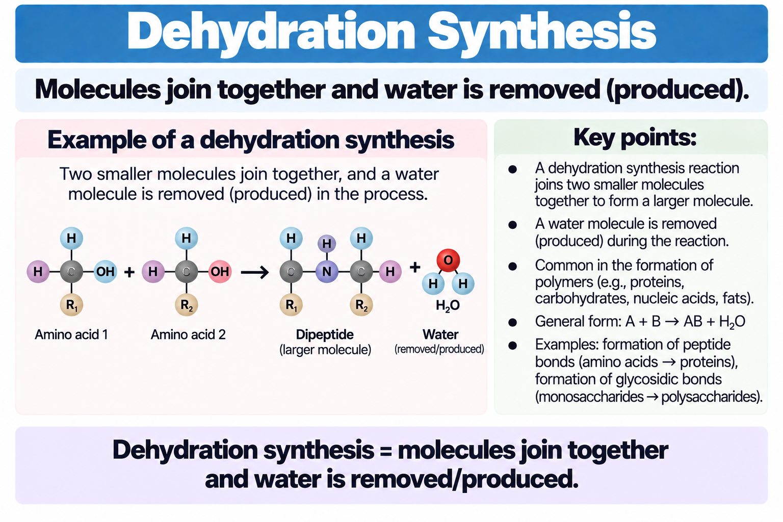 <p>Molecules join together and <strong>water is removed/produced</strong></p>