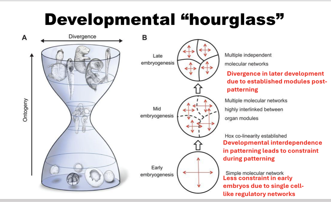 <p><span style="background-color: transparent; font-family: "Times New Roman", serif;">every species starts developmental very differently → converge to look very similar during mid-development → they diverge as they develop into different adult forms&nbsp;</span></p>