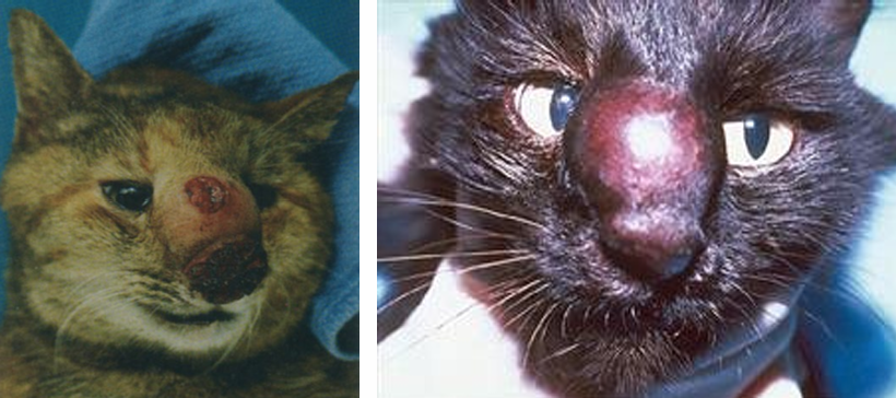 <p>Hard, nodular skin swellings, most often over the bridge of the nose</p><p>Distortion of the nasal cavity as a result of bone invasion</p><p>Neurologic abnormalities</p><p>Eye disorders</p>