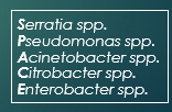 <p>SPACE pathogens…</p><ul><li><p>Serratia</p></li><li><p>Psuedomonas</p></li><li><p>Acinetobacter</p></li><li><p>Citrobacter</p></li><li><p>Enterobacter</p></li></ul><p></p><p></p><p></p>