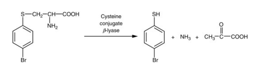 <ul><li><p><span>β-lyase metabolizes S-cysteine conjugates via both transamination and β-elimination.</span></p></li><li><p><span style="color: rgb(250, 239, 239);">The end products: pyruvate, ammonia, and a sulfur-containing fragment</span></p></li><li><p><span style="color: rgb(250, 239, 239);">The sulfur-containing intermediates are chemically reactive, and particularly toxic to kidney mitochondria.</span></p></li><li><p><span style="color: rgb(250, 239, 239);">The presence of β-lyase in the kidney makes some cysteine conjugated substances nephrotoxic.<br>• Example of the industrial chemical 4-bromobenzene  Cysteine conjugate of 4-bromobenzene</span></p></li><li><p><span style="color: rgb(250, 239, 239);">can make aryl thiols that are very toxic</span></p></li></ul><p></p>