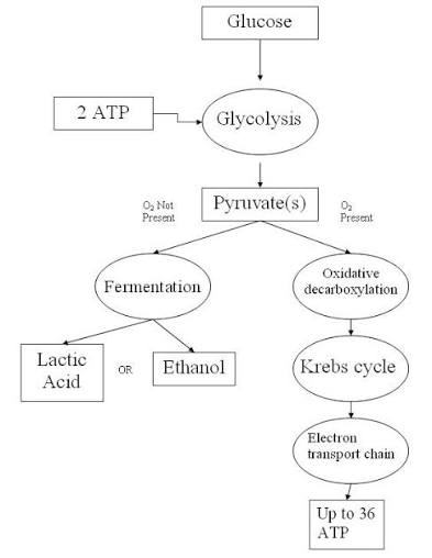 <p>The process where, by demand of chemical energy of “food” molecules, is released and partially captures in the form of ATP</p>