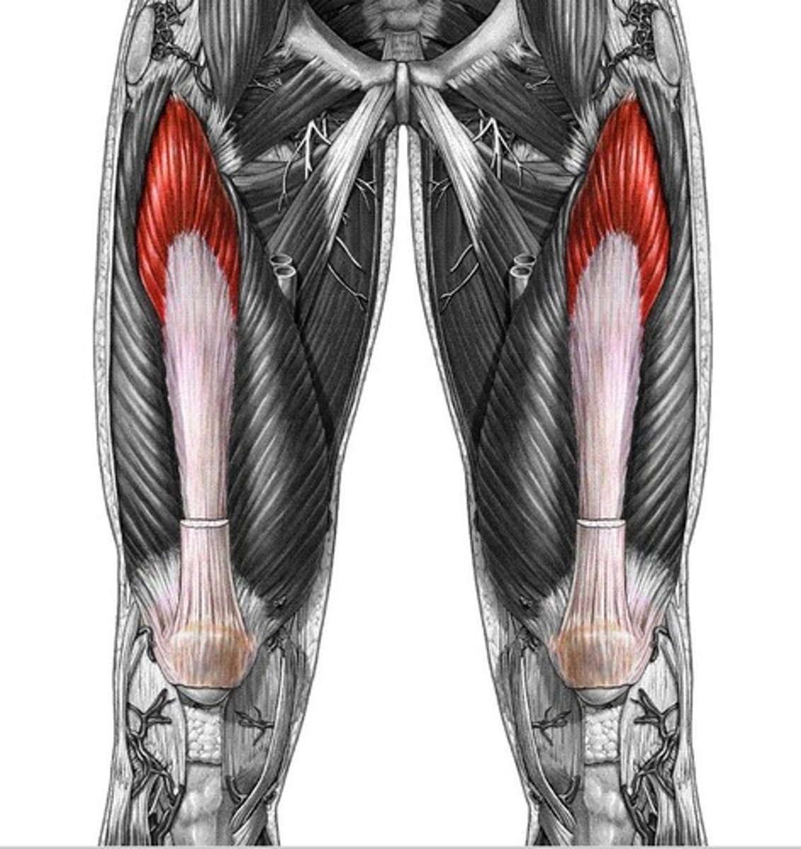 <p>Vastus Intermedius</p>