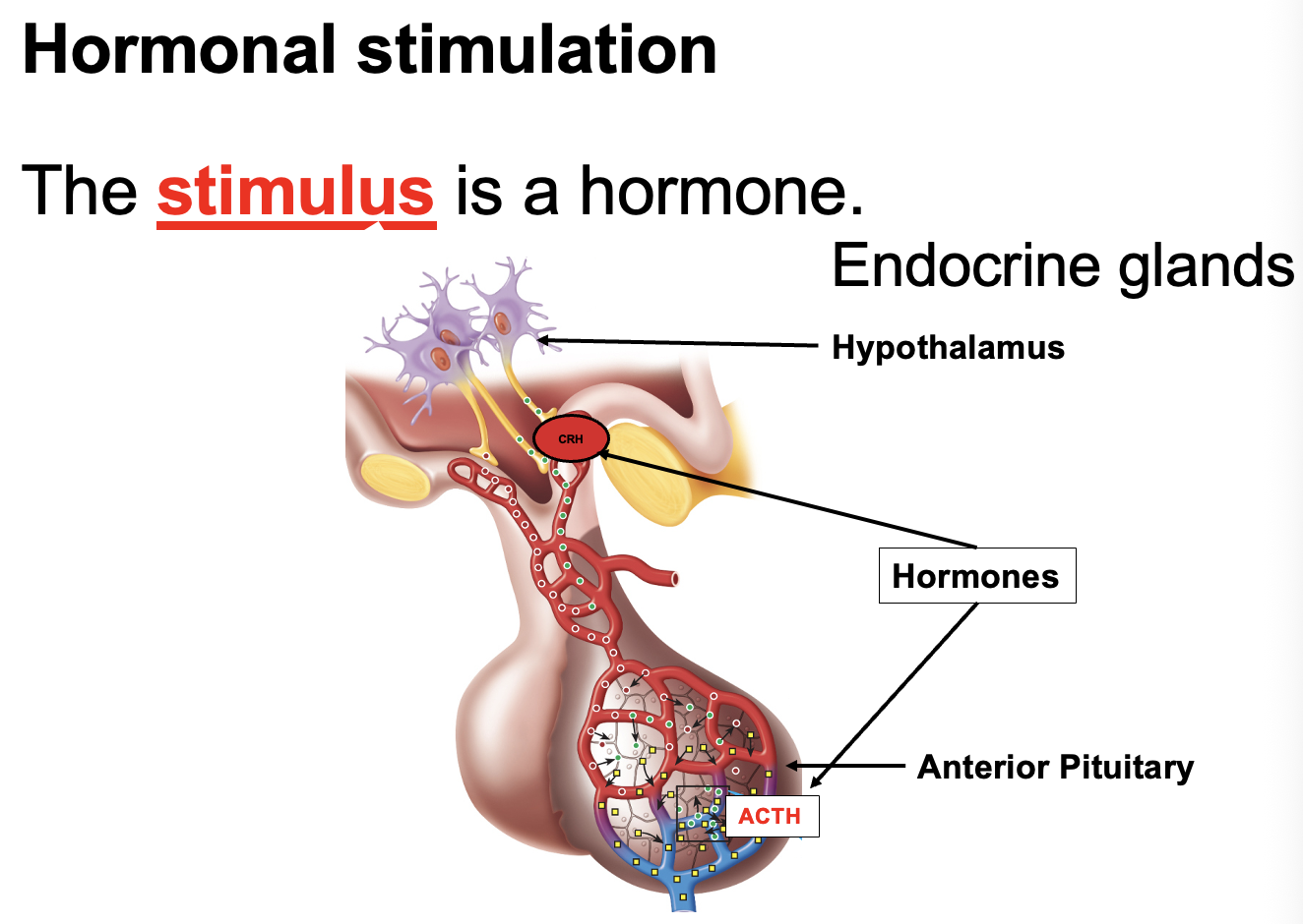 <p><strong>Hormonal stimulation.</strong> One hormone (ACTH from the anterior pituitary) stimulates another endocrine gland (adrenal cortex) to secrete a hormone (cortisol).</p>