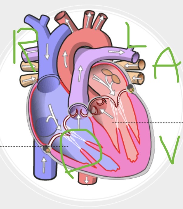 <p><span><span>heart chamber that receives deoxygenated blood from the right atrium and pumps it through the pulmonary valve into the pulmonary artery toward the lungs.</span></span></p>