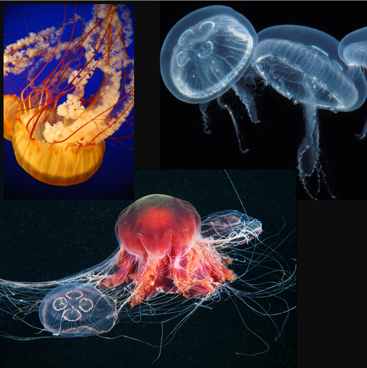 <p>What phylum and class are these?</p>