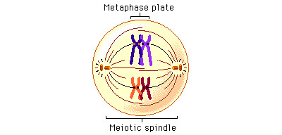 <ul><li><p><span style="background-color: transparent;">In meiosis one-homologous chromosomes separate process</span></p></li><li><p><span style="background-color: transparent;">The tetrads move to the middle of the cell and line up across the equator through the spindle fibers- the spindle fibers guide them there</span></p></li></ul><p><u>Chromosome number</u>:</p><ul><li><p>46 double chromosomes- diploid</p></li></ul><p></p>