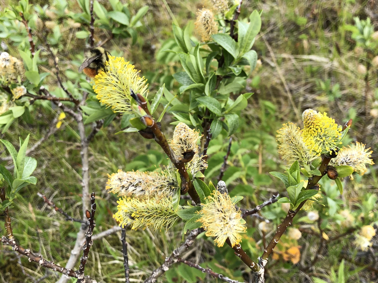 <ul><li><p>Medium shrub willow, usually 1–3 m tall</p></li><li><p>Narrow lance-shaped leaves, green above and paler beneath</p></li><li><p>Leaves often slightly glossy with fine serrations</p></li><li><p>Soft fuzzy catkins in spring (before or with leaves)</p></li><li><p>Moist habitats: streambanks, bog edges, wet meadows</p></li><li><p>Common moose browse plant (twigs heavily nipped in winter)</p></li><li><p>Can be confused with Sitka willow (<em>Salix sitchensis</em>) or other coastal willows due to similar leaf shape and wetland habitat</p></li></ul><p></p>