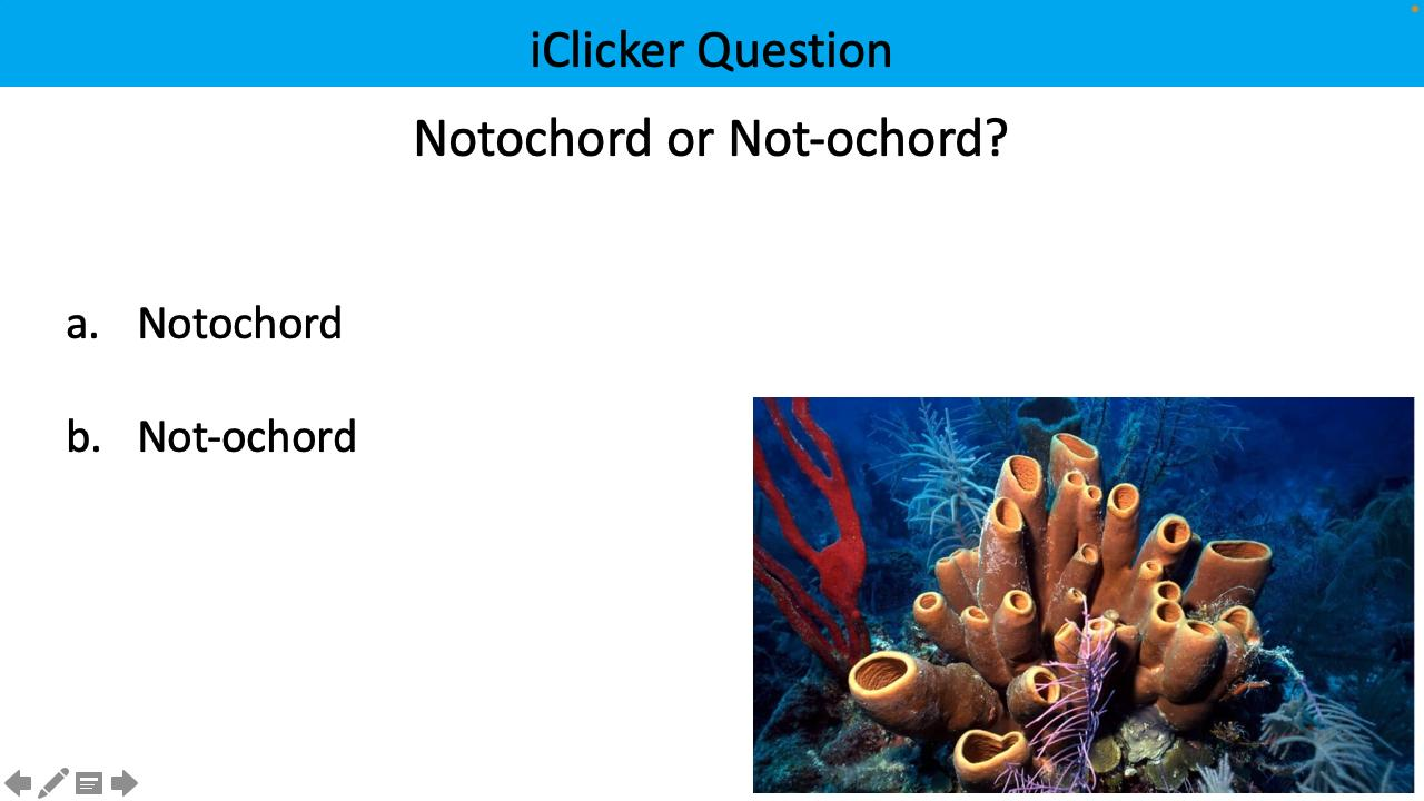 <p>notochord or not-ochord?</p>