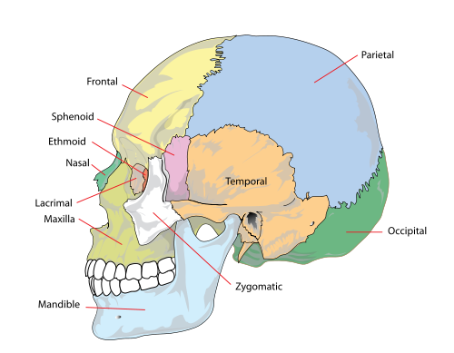 <p>Frontal region, Parietal and Occipital regions, Temporal and Auricular regions, Orbital regions, Nasal regions, Infraorbital, Zygomatic, and Buccal regions, Oral region, Mental region</p>