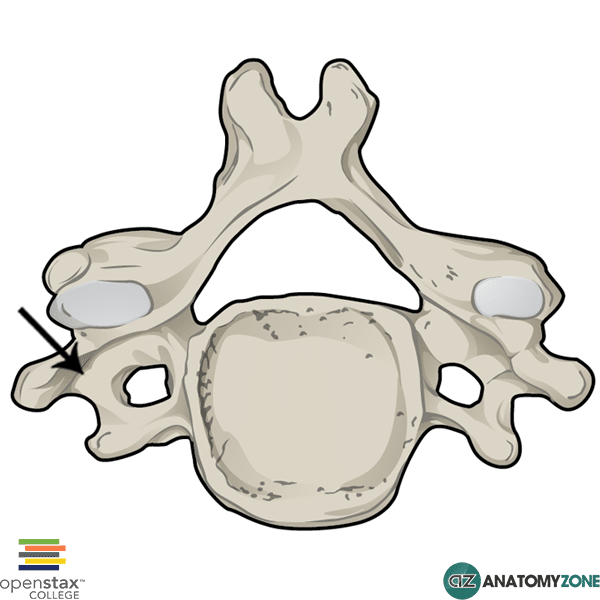<p>What process of the vertebrae is this?</p>