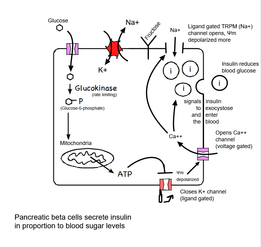 <ul><li><p>Beta cells of the pancreas secrete insulin at a rate determined by glucose concentration of the blood.</p></li><li><p><em>So glucose must be imported at a rate proportional to blood sugar.</em></p></li><li><p>Glucokinase is the rate-limiting step.</p><ul><li><p>Glucokinase kinetics allow the rate of ATP production to match the blood sugar concentration (PFK not limiting here)</p></li></ul></li></ul><p></p>