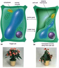<p>the pressure that is exerted on the inside of cell walls and that is caused by the movement of water into the cell.</p>