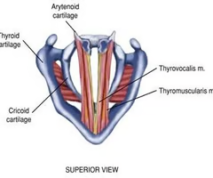 <p><span>INTRINSIC RELAXER</span><br><br><span>origin: inner surface, angle of thyroid</span><br><br><span>insertion: swing-off lateroposterosuperior direction into base and muscular process of arytenoid</span><br><br><span>innervation: X vagus, RLN (recurrent laryngeal nerve)</span><br><br><span>function: relaxes vocal fold, adduction</span></p>