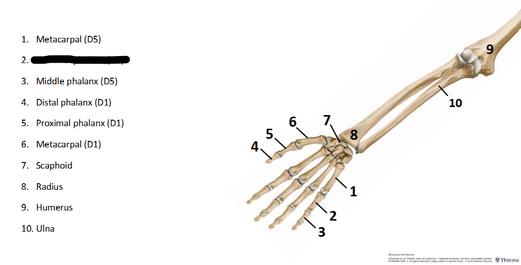 <p>What sturcture is this within the <strong>Upper-Appendicular?</strong></p>