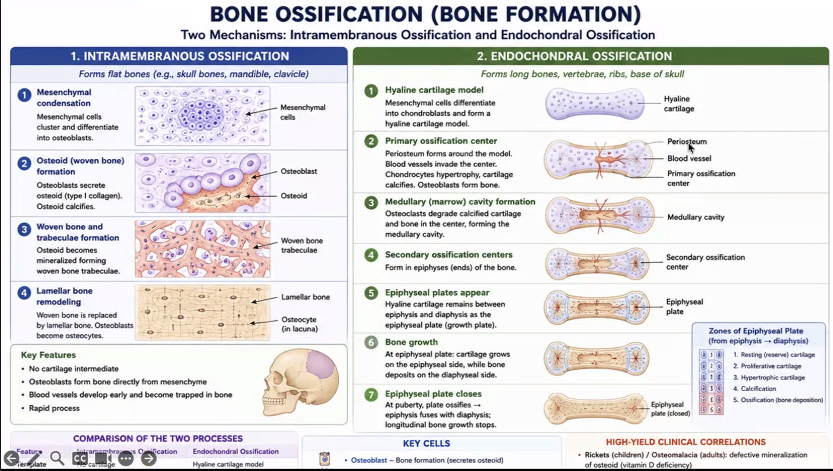 <p>They test a lot of questions about bone formation. </p>