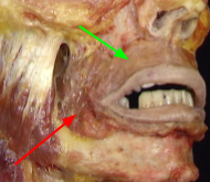 <p>green =</p><p>red = </p>