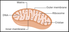 <p>Outer membrane</p><p>Inter membrane space</p><p>Inner membrane</p><p>The Matrix</p>