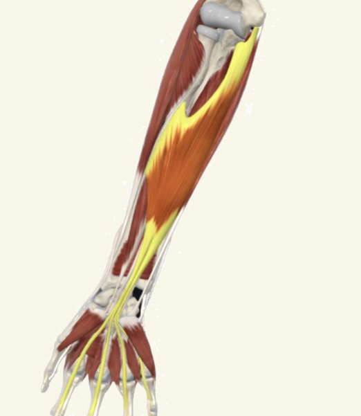 <p>flexor digitorum superficialis Actions</p>