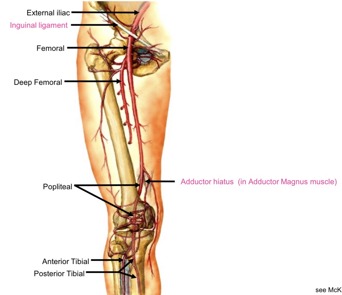 <p>Passes through adductor hiatus to posterior knee</p>