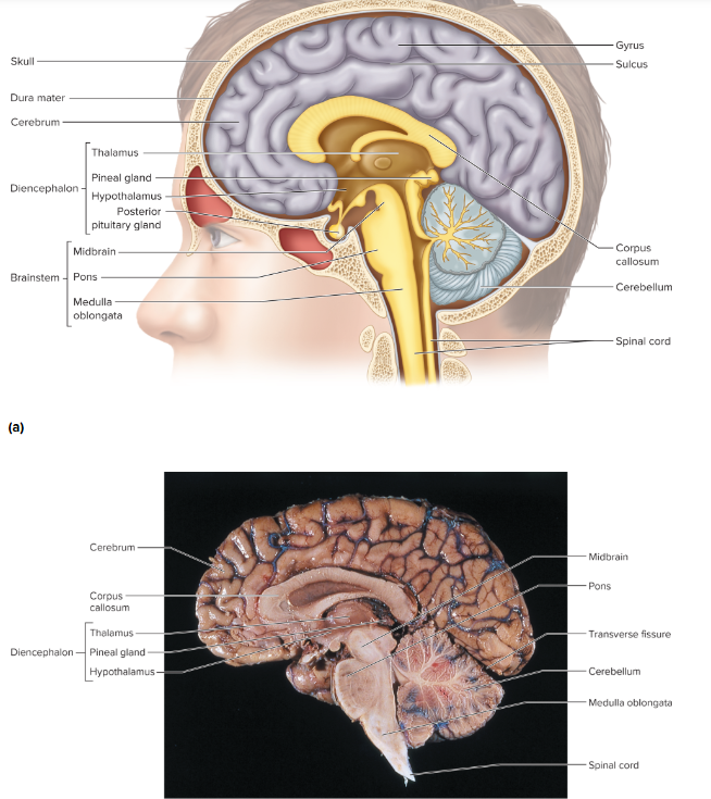 <p>Saggital Section of Brain and Spinal Cord Diagram</p>