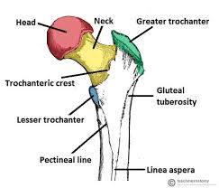 <ol><li><p>greater trochanter: insertion of gluteus medius and minimus, as well as the 6 lateral rotators of the hip joint</p></li><li><p>lesser trochanter: insertion of iliopsoas (psoas major plus iliacus)</p></li><li><p>head of femur: joins the acetabulum at the hip joint</p></li><li><p>gluteal tuberosity: insertion of part of gluteus maximus</p></li><li><p>linea aspera: insertion of the hip adductors</p></li></ol><p></p>