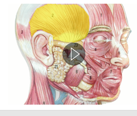 <p>What muscle is being highlighted?</p>