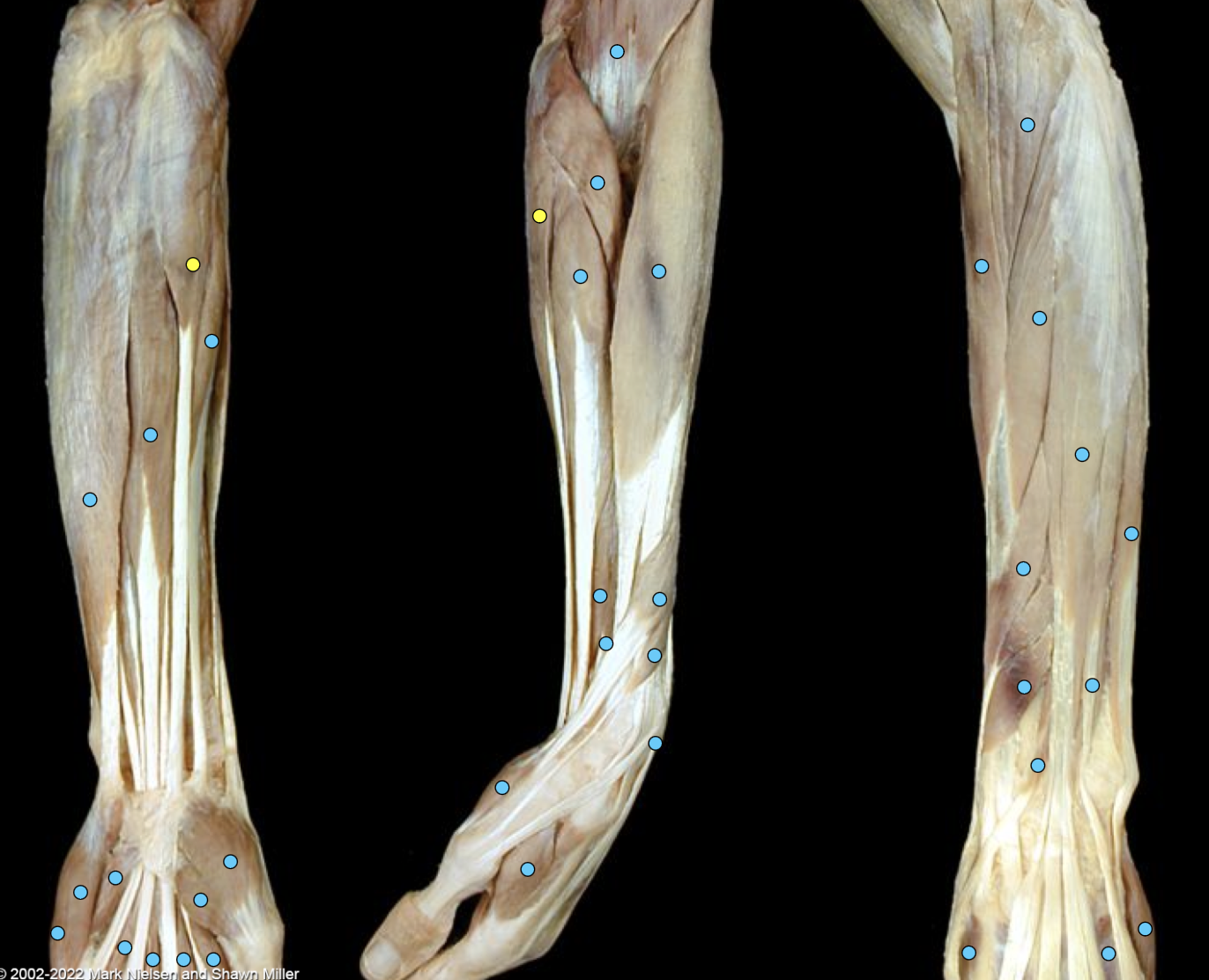 knowt flashcard image