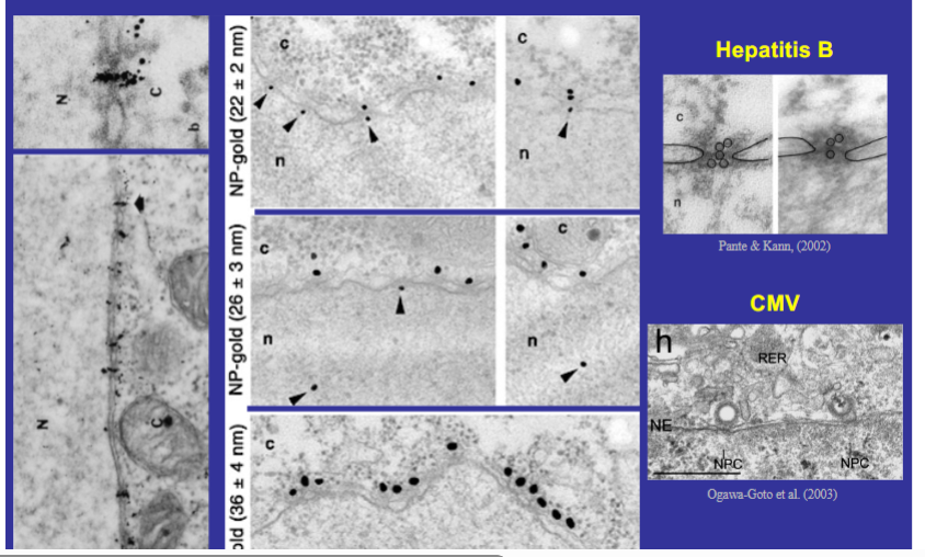 <p><span style="background-color: transparent;"><strong>Experimental Evidence for the Size Limit — Gold Particle Experiments</strong></span></p>