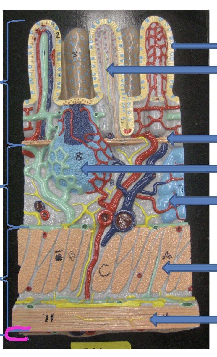 knowt flashcard image