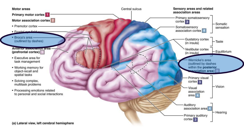 <p>implementation system involves association cortex of left hemisphere include <strong>Broca’s area </strong>and <strong>Wernicke’s area</strong></p>