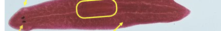 <p>class, arrows (whole mount)</p>